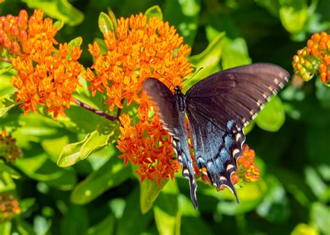 Papilio Glaucus Eastern Tiger Swallowtail Dark Morph Flickr