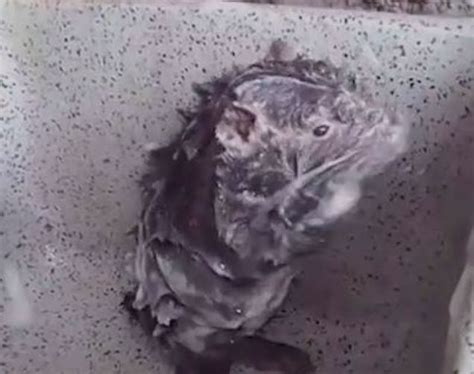 Viral Video Rat Taking Soapy Shower Just Like Human Causes Outrage