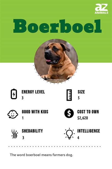 Boerboel Dog Breed Complete Guide Az Animals