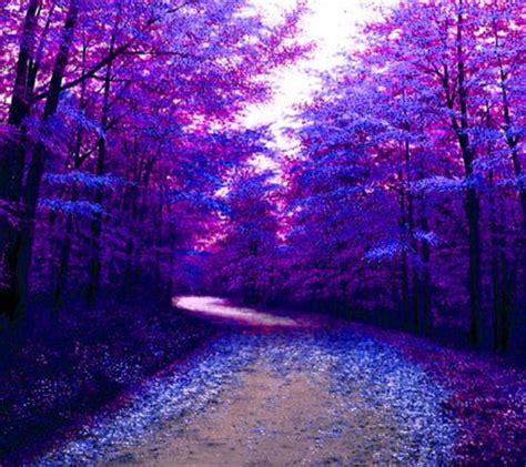 Purple Forest Wallpaper Download To Your Mobile From Phoneky