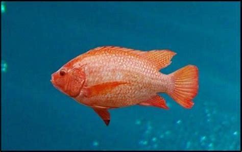 Red Nile Tilapia Oreochromis Niloticus Is A Relatively Large Cichlid