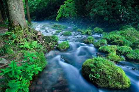 River Nature Landscape Water Green Plants Wallpapers