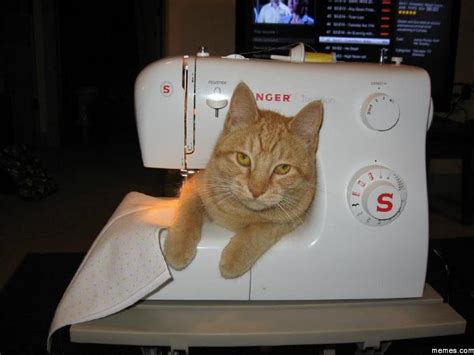 Sewing Machine Cat