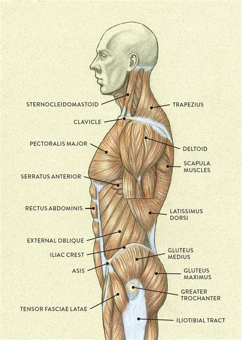 See more ideas about anatomy, anatomy reference, man anatomy. Upper Torso Anatomy / Sean Leong Human Torso Anatomy - It ...