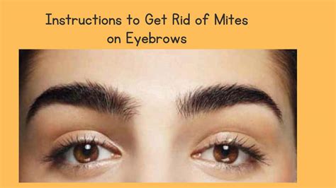 Instructions To Get Rid Of Mites On Eyebrows By Smart12 Issuu
