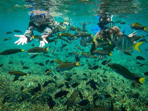 Kebanyakan aktiviti snorkeling di pulau perhentian adalah di sekitar pulau perhentian besar ini. 3D2N / 2D1N Alunan Resort, Pulau Perhentian (Snorkeling at ...