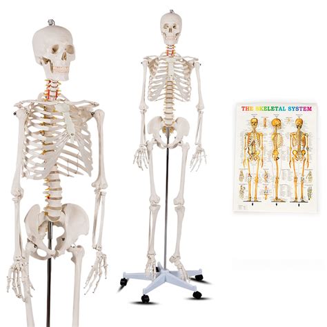 Buy Costway 180cm Life Size Human Skeleton Model Medical Anatomical