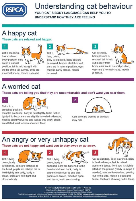Use This Infographic To Decode Your Cats Body Language Cat Behavior