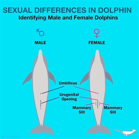 Dolphin Female Anatomy Peepsburghcom
