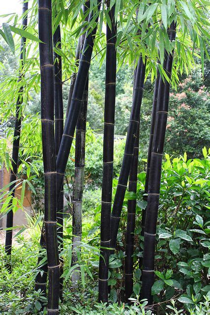 I have found the bamboo poles it is lightweight and quite strong. Black clums of Bambusa lako | Bamboo garden, Bamboo seeds ...
