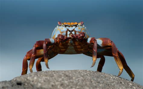 Crabs Wallpapers Hd Desktop And Mobile Backgrounds