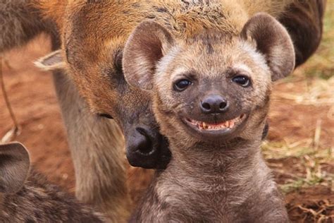 9 Smiling Animals Photos That Will Make Your Day