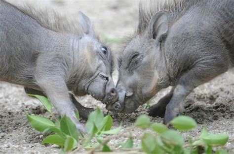 Baby Warthog Wonderfulness At Zoo Miami Zooborns