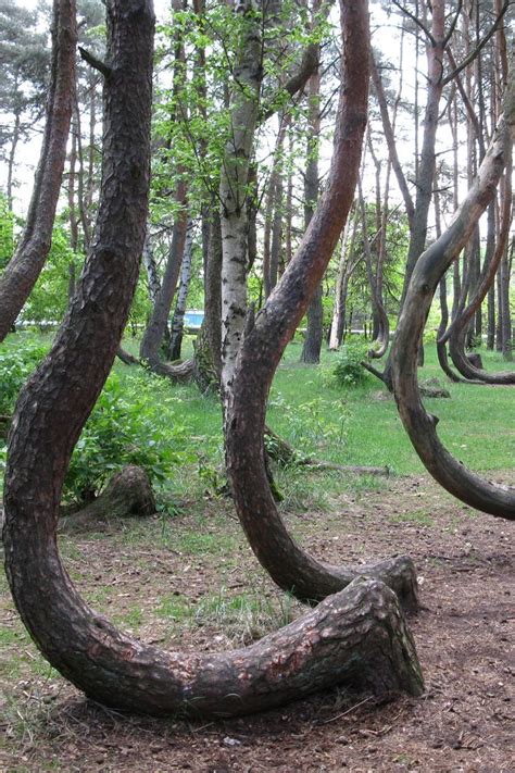Jarring Nature Photos Crooked Forest Nature Photos Unique Trees