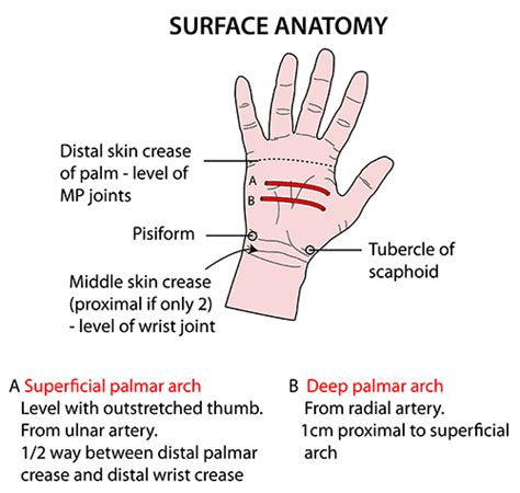 Instant Anatomy Upper Limb Surface Palm Of Hand