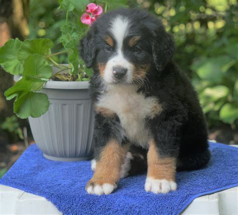 Akc Registered Bernese Mountain Dog For Sale Loudonville Oh Male Bus