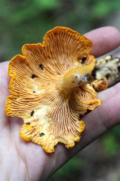 So far, there are some 227 accepted and classified species , 53 of which grow in mexico, 22 in the usa and canada, 19 in australia and the eastern islands, 16 in europe and 15 in asia. Foraging Chanterelle Mushrooms