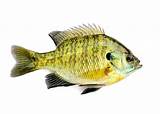 Pictures of Sunfish Pond Fish
