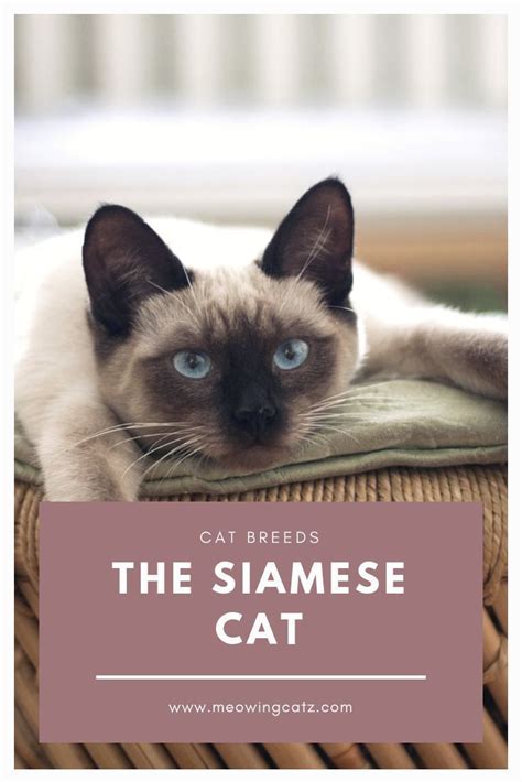 Siamese Cat Facts Cats Types