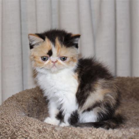 World class exotics for sale. Exotic Shorthair Cats For Sale | Philadelphia, PA #247202