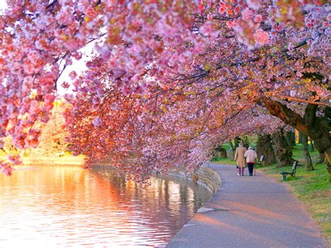 Cherry Blossoms Daydreaming Wallpaper 22571616 Fanpop