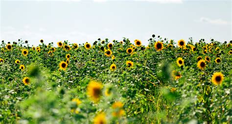 Maybe you would like to learn more about one of these? History and Meaning of Sunflowers - ProFlowers Blog