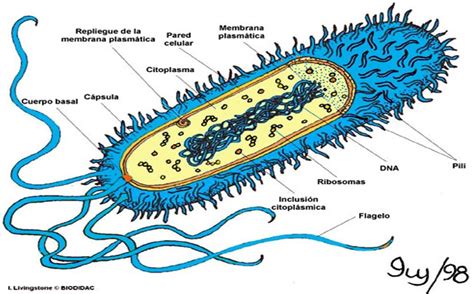 Microorganismos 1 Las Bacterias Qué Son Y Cuál Es Su Importancia