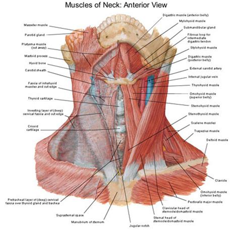 Neck Muscle Diagram Muscular System Anatomy And Physiology Nurseslabs
