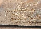 Is Termite Damage Common Photos