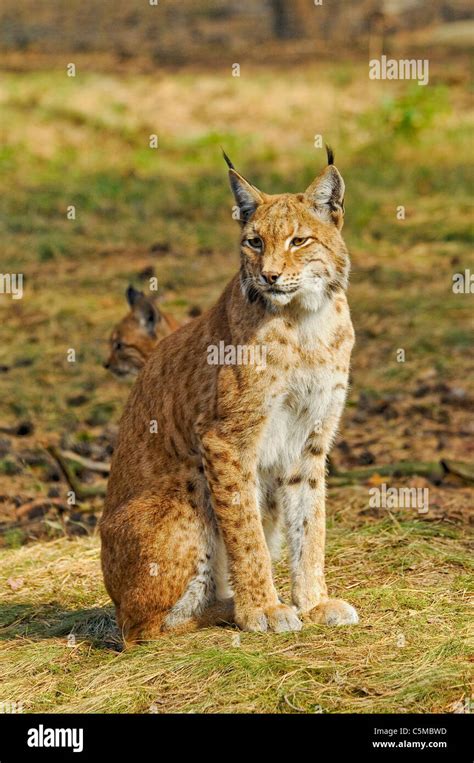 Eurasischer Luchs Lynx Lynx Stockfotografie Alamy