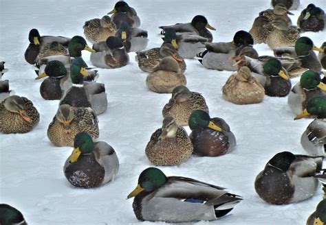 Mallard Ducks Nature Free Image Download