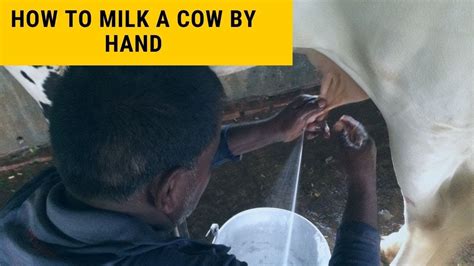 How To Milk A Cow By Hand How To Learn Milking The Cow Step By Step