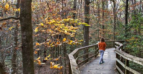 Hike Through Congaree National Park In South Carolina