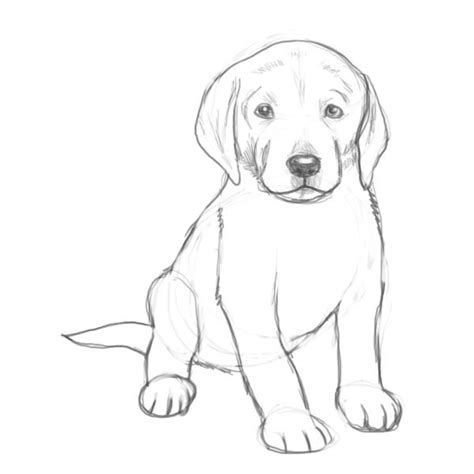Как да нарисувате кучета с обикновен молив