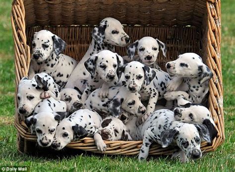 Newborn dalmatian puppies have white coats, but many of their spots are present as pigment in the skin. Forget 101 Dalmatians, 16 are driving me dotty! Meet the unruly brood and the human and canine ...