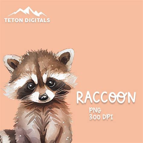 Raccoon Watercolor Clipart Cute Raccoon Clipart Png Baby Raccoon Clipart Digital File