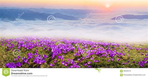Misty Carpathian Sea Stock Photo Image Of Crocus Green 66526210