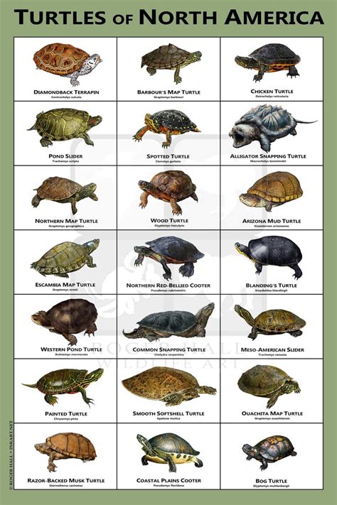 Turtles Of North America Art Print Field Guide Freshwater Turtles