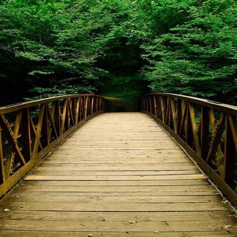 Nature Forest Bridges Ipad Wallpapers Free Download