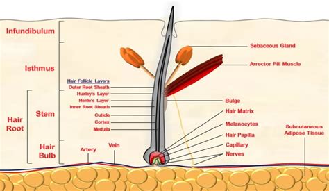 Hair Strand Anatomical Structure Detailed Infographic