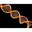 The Genetic Code DNA