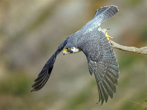 Peregrine Falcon Bird Facts Falco Peregrinus Birdfact