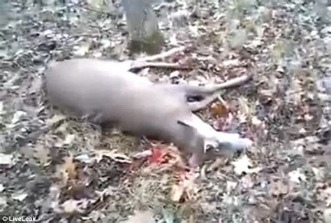 Hunter Nudges Dead Buck In The Woods Before It Opens Its Eyes And