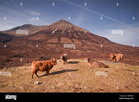 Highland Cattle On The Isle Of Skye In The Highlands Inner Hebrides