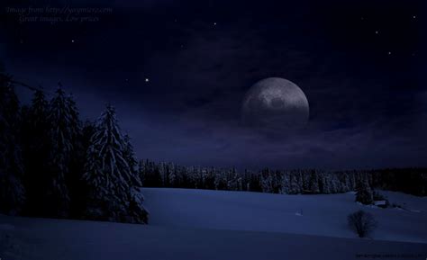 Snowy Forest Night Wallpapers 4k Hd Snowy Forest Night Backgrounds