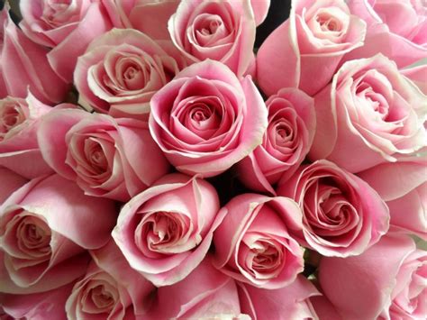 Soft Pink Roses Albany Florist