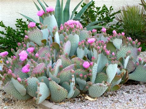 Cactus Sun City West Arizona Usa Cacti And Succulents Desert