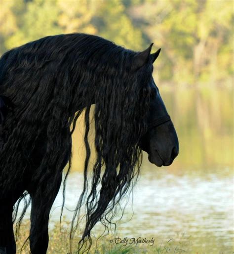 Black Horse Horses Friesian Horse Pretty Horses