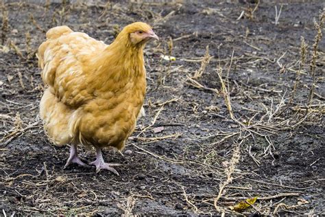 Buff Orpington Chicken Breed Guide Know Your Chickens