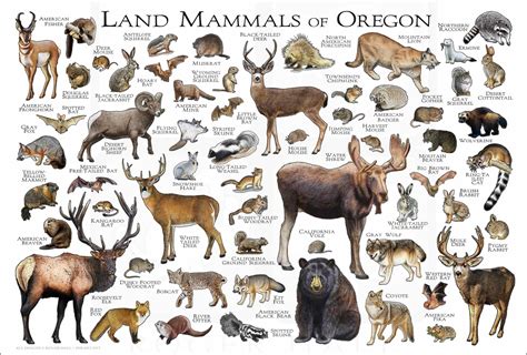 Mammals Of Oregon Poster Print Oregon Mammals Field Guide Etsy